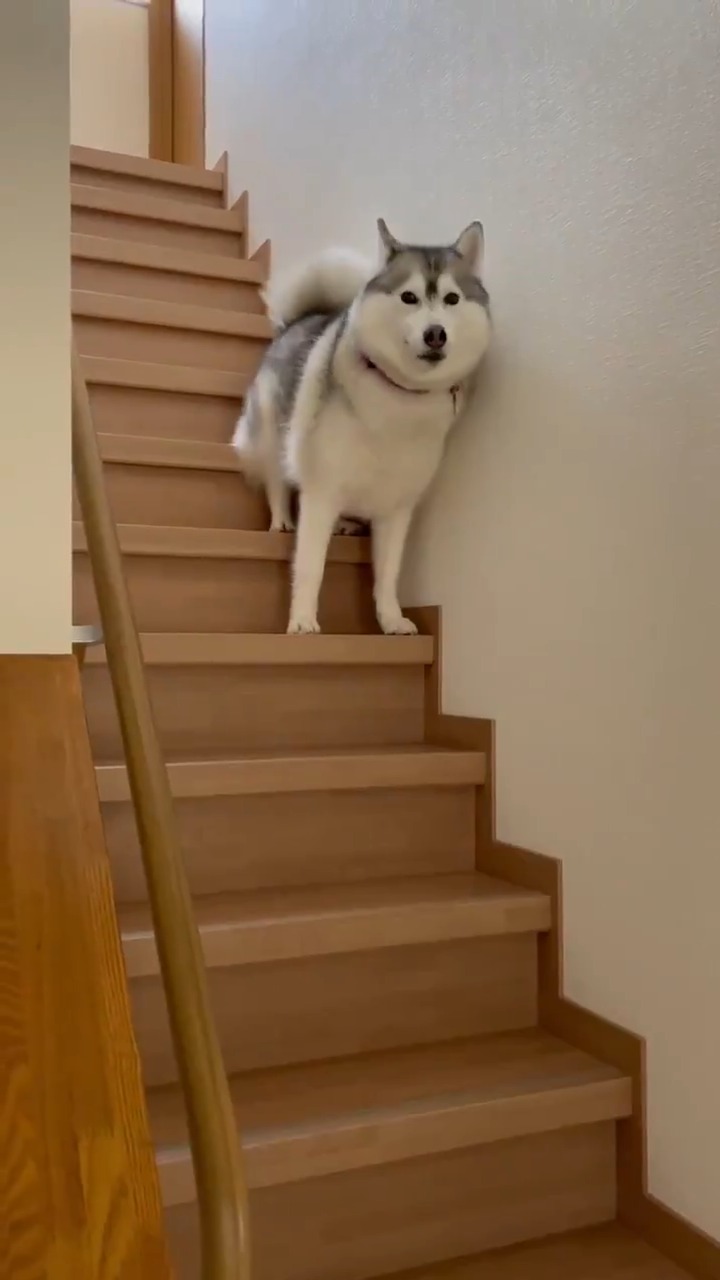 階段を下りようとしているハスキー犬
