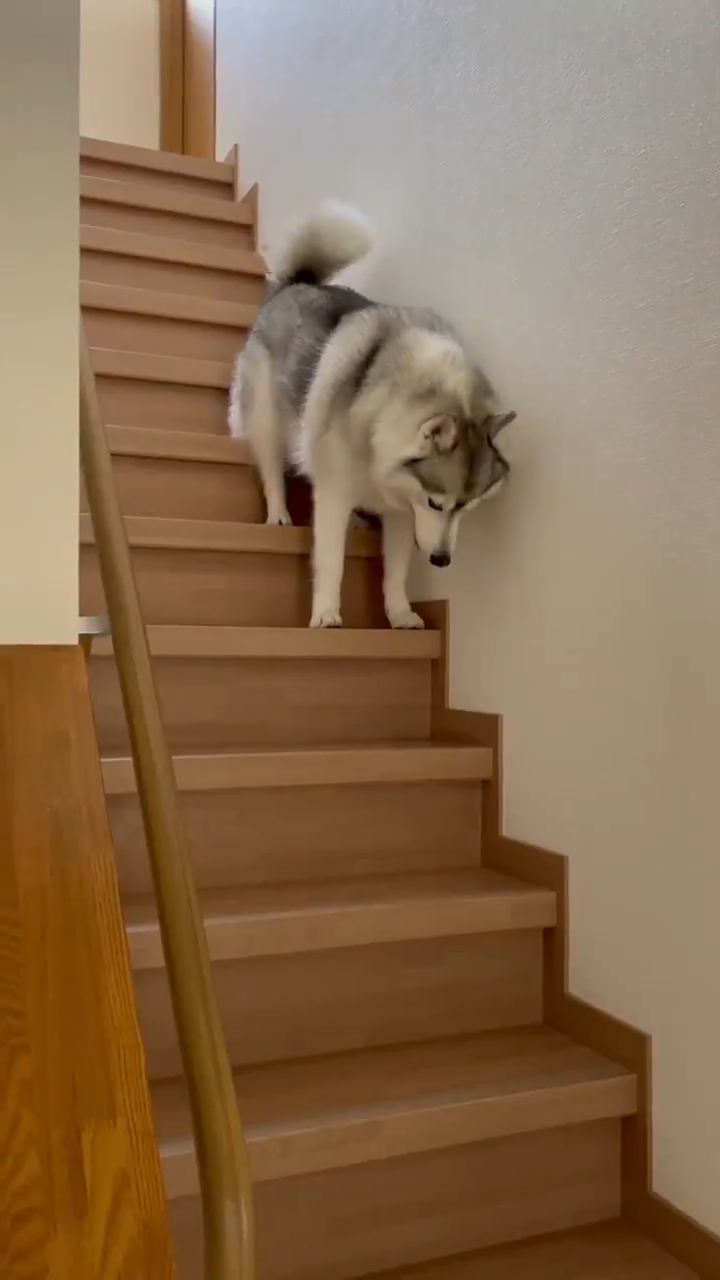 階段を下りるハスキー犬
