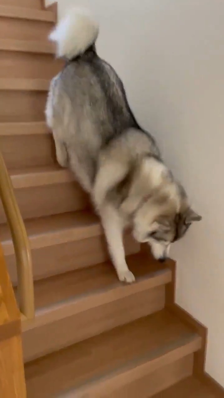 階段を下りるハスキー犬