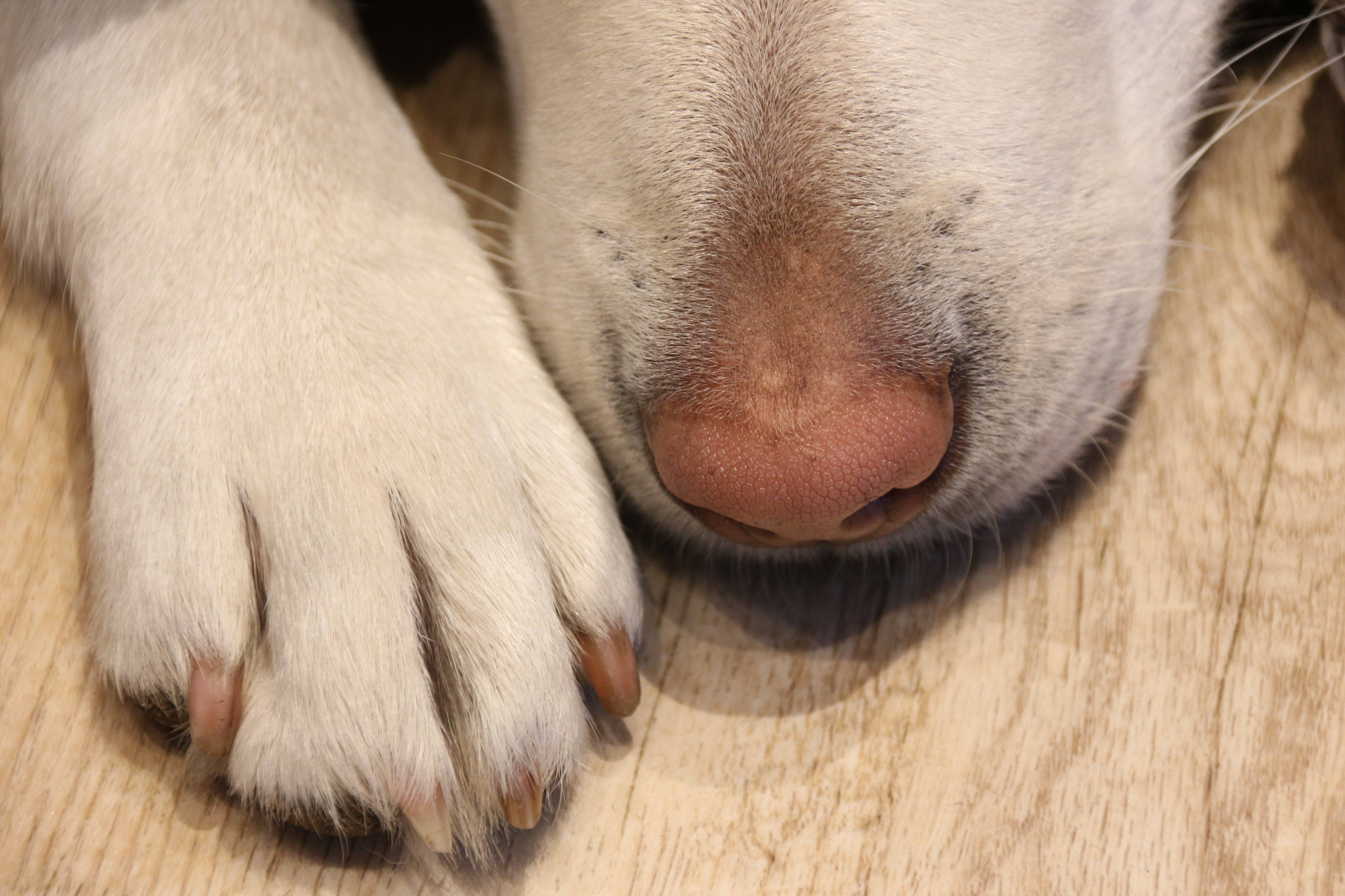 犬の鼻と前足