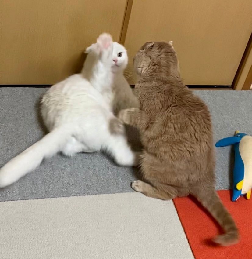 ケンカしている2匹の猫