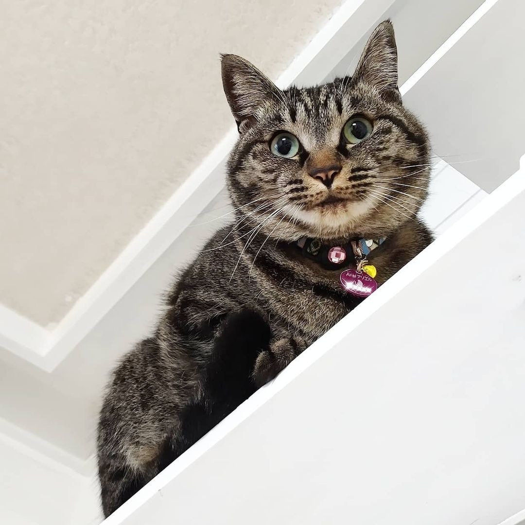 上から見下ろしている猫