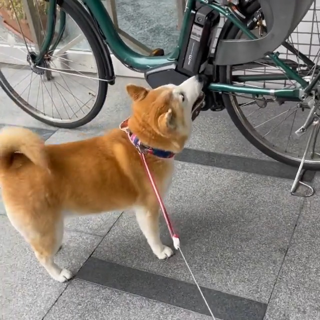 自転車を見つめる柴犬