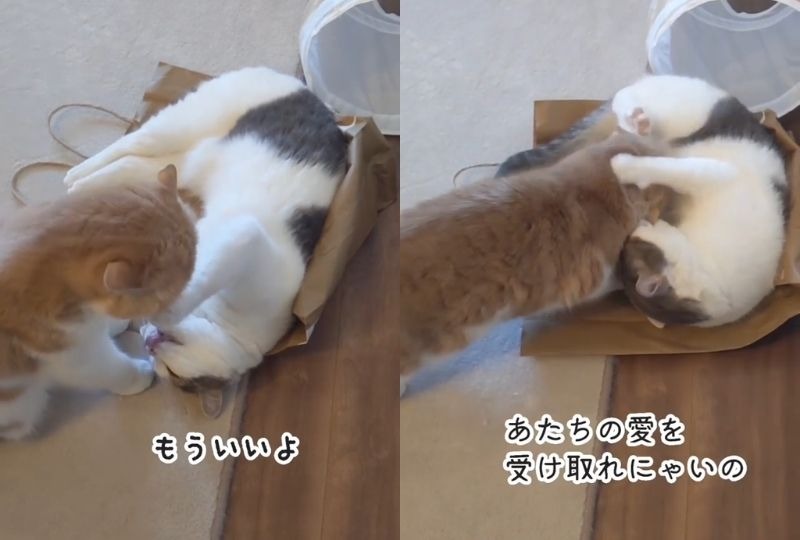 寝たい兄猫vs遊びたい妹猫。おもしろすぎるやり取りにニヤケ必至