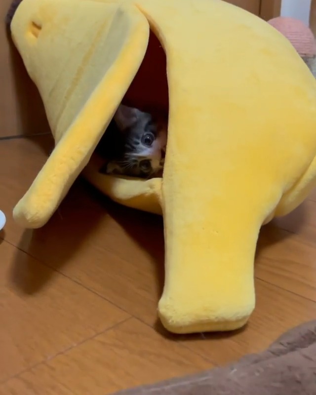 バナナボートに入っている子猫