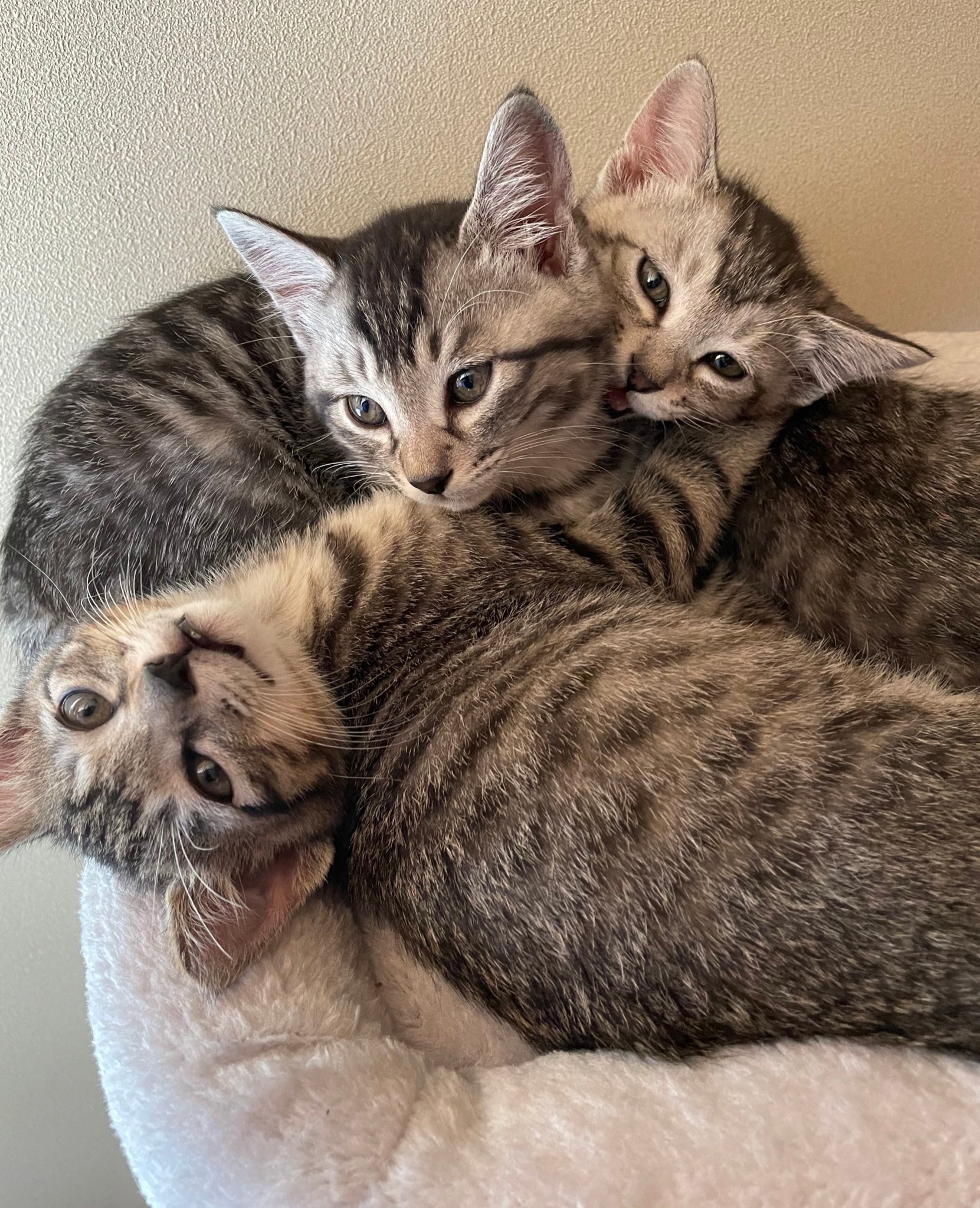 じゃれ合う3匹の子猫