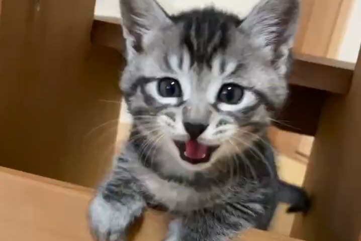 “可愛い”が凝縮されてる♡たった1秒の「飛び出す子猫ちゃん」動画が50万再生