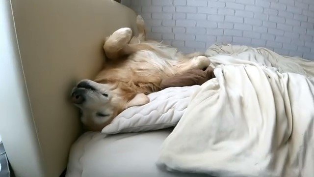 ベッドに仰向けに寝ているゴールデンレトリバー
