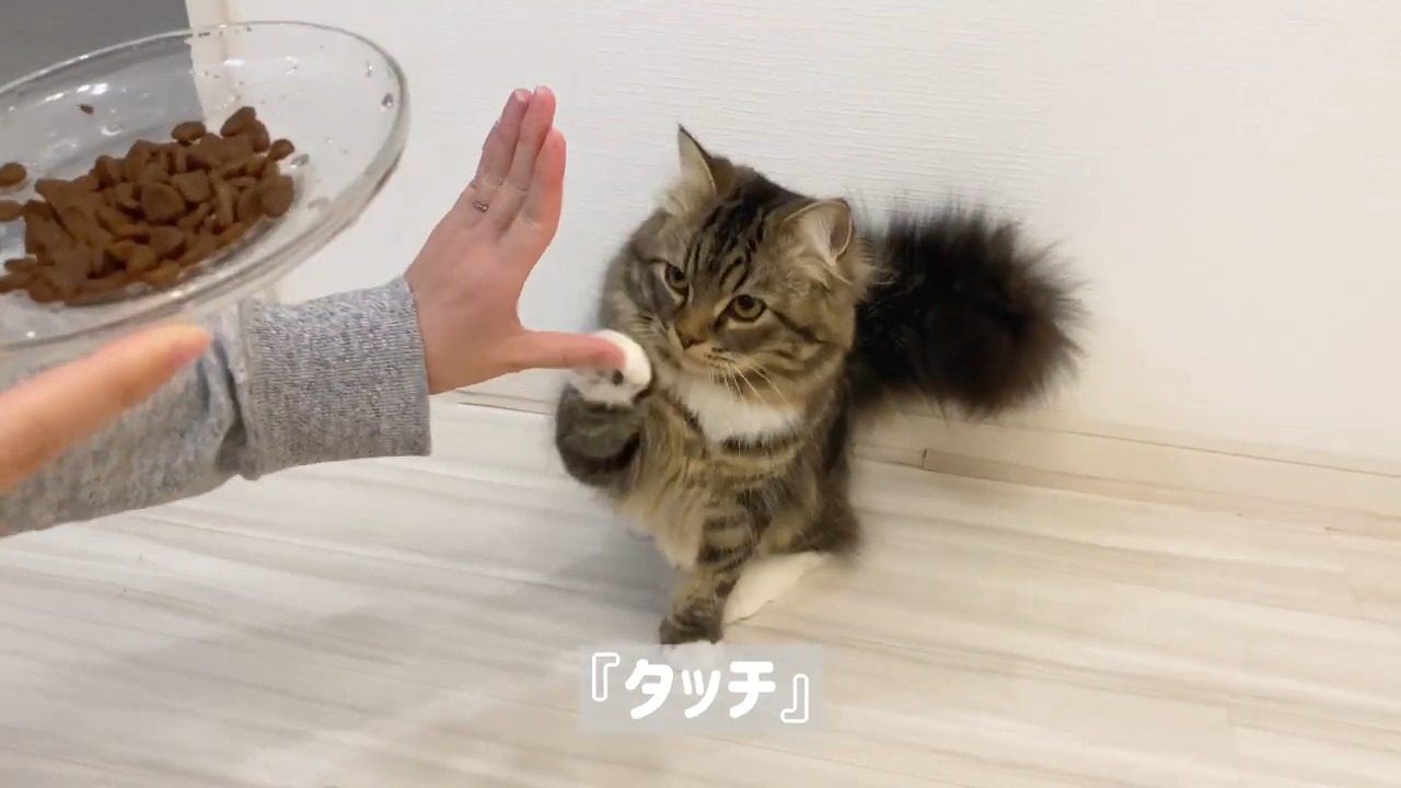 手をタッチする猫