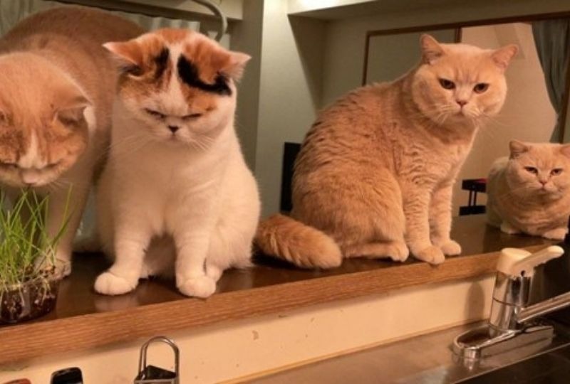 4匹並んだ猫