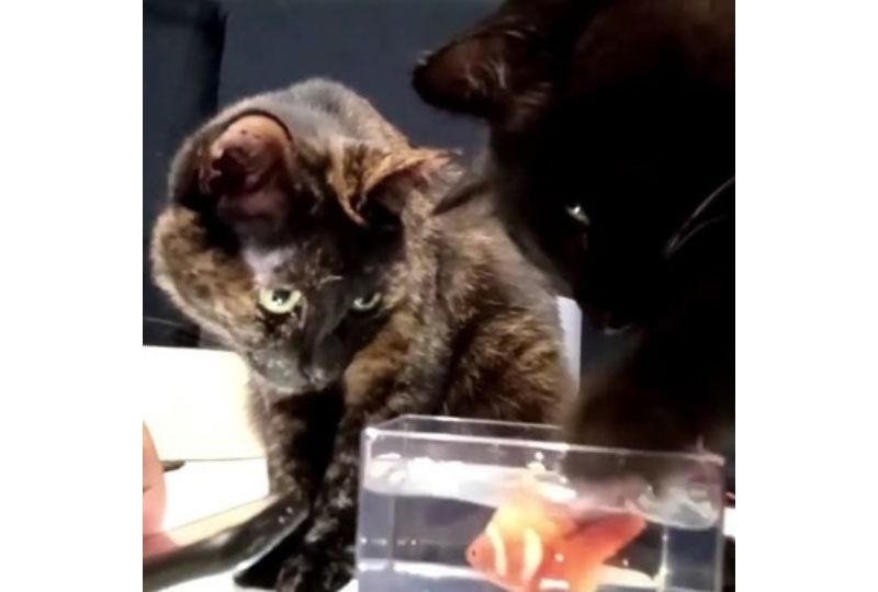 水槽に手を入れる猫