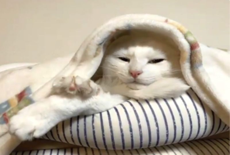 お布団に埋まって寝る白猫さん。よく見るとある部分をマフラーにしている…！