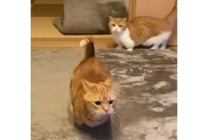 カーペットの上で遊ぶ二匹の猫