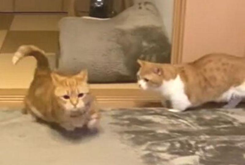 カーペットの上で遊ぶ二匹の猫