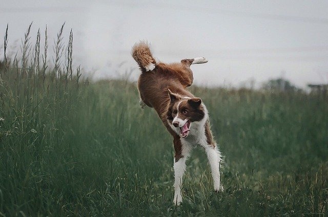 ジャンプする犬