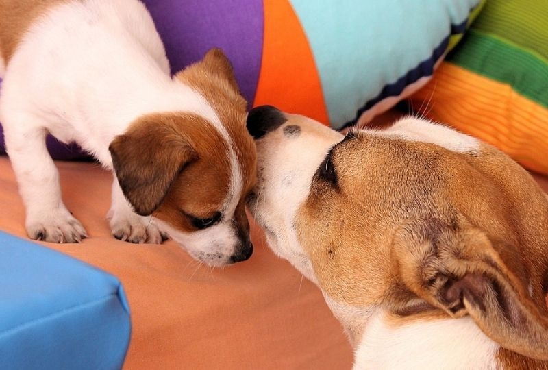 【ドッグトレーナー監修】犬が他の犬の顔を舐めるのは何故？犬の気持ちと心理を解説！