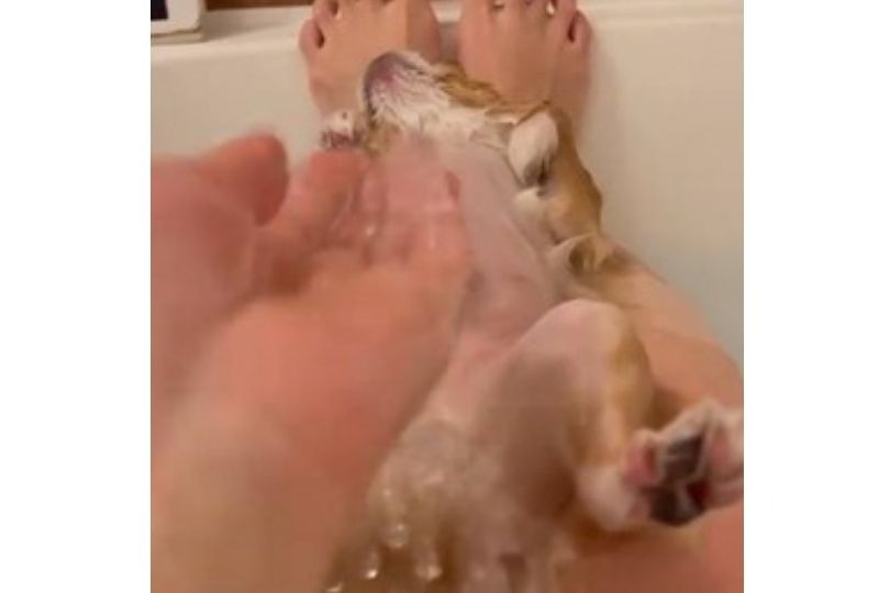 入浴する犬