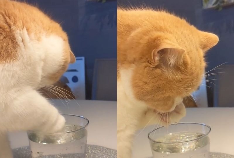 お手手でチョンチョン。お水の飲み方がとってもお上品な猫さん