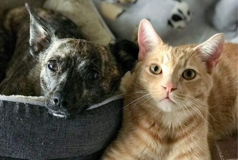猫と犬は親友になれる？同居している猫と犬が仲良くなる方法とは？