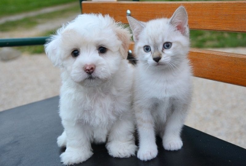 幼い犬と猫