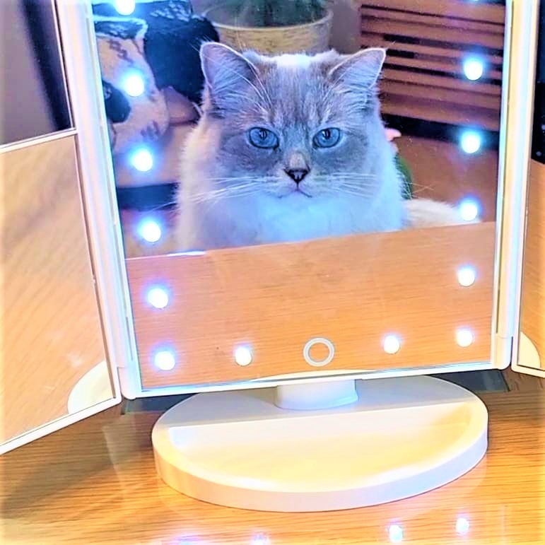 猫　鏡