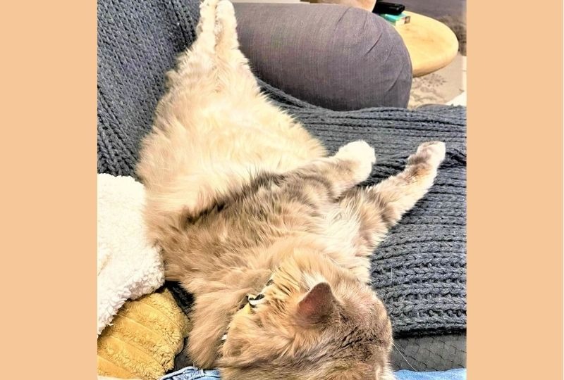 ソファに足を乗せてくつろぐ猫さん。人間そっくりな寝姿に驚きの声