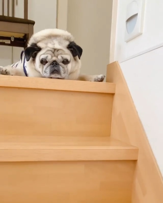 階段の上で寝そべっているパグ
