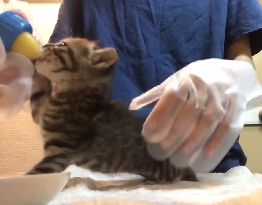 哺乳瓶でミルクを飲んでいる子猫