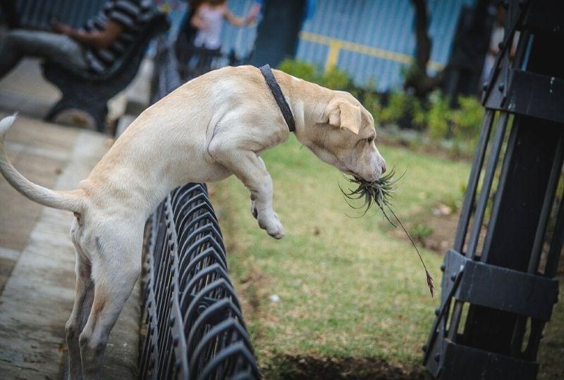 柵を超える犬