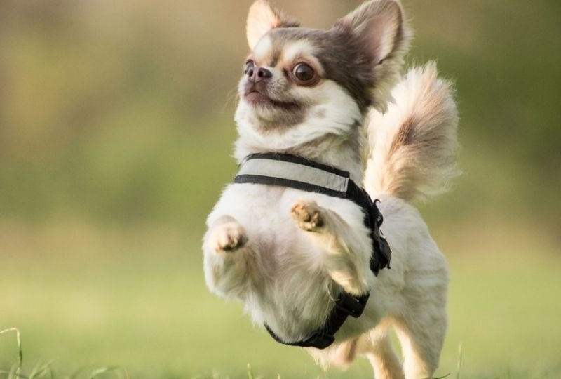 ジャンプしている小型犬