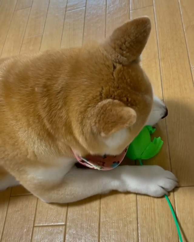 カエルのおもちゃで遊ぶ柴犬
