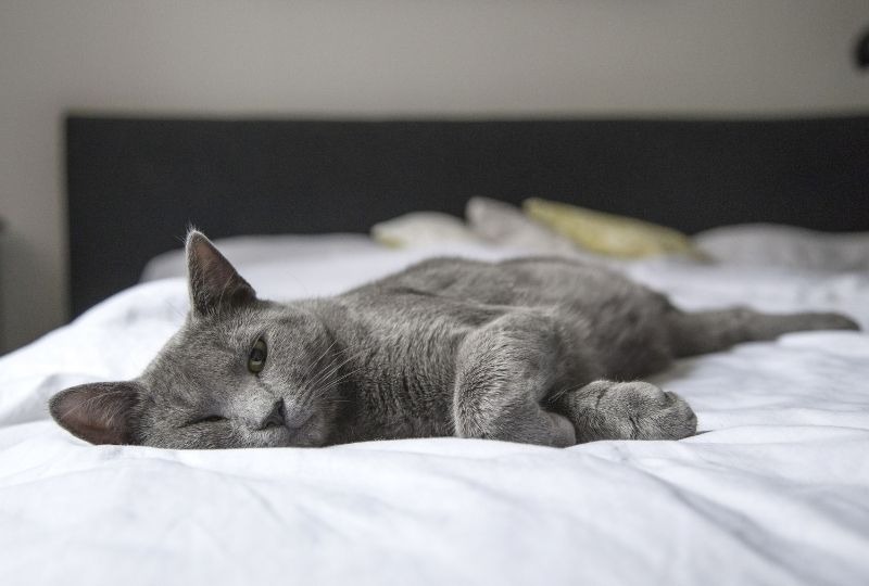 ベッドに寝そべる猫
