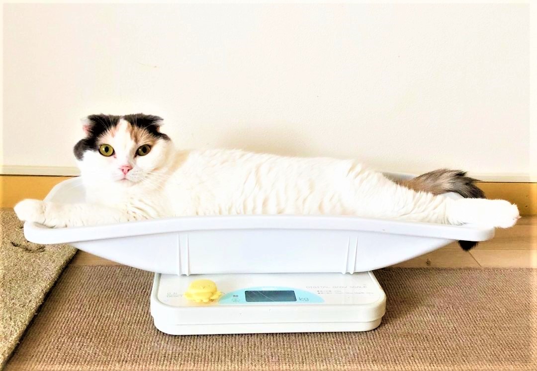 「形も大きさもピッタリにゃ」猫さんお気に入りのベッドは赤ちゃん用の"アレ"！？