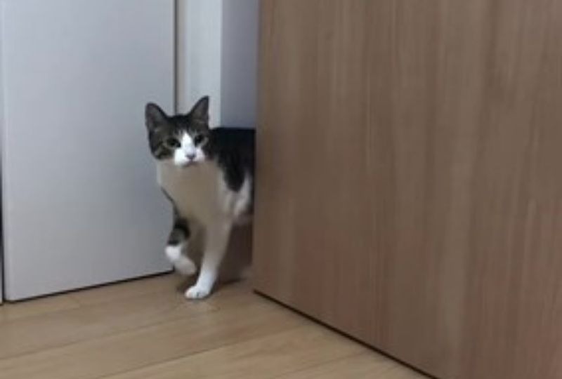 ドアを開けて入ってきた猫