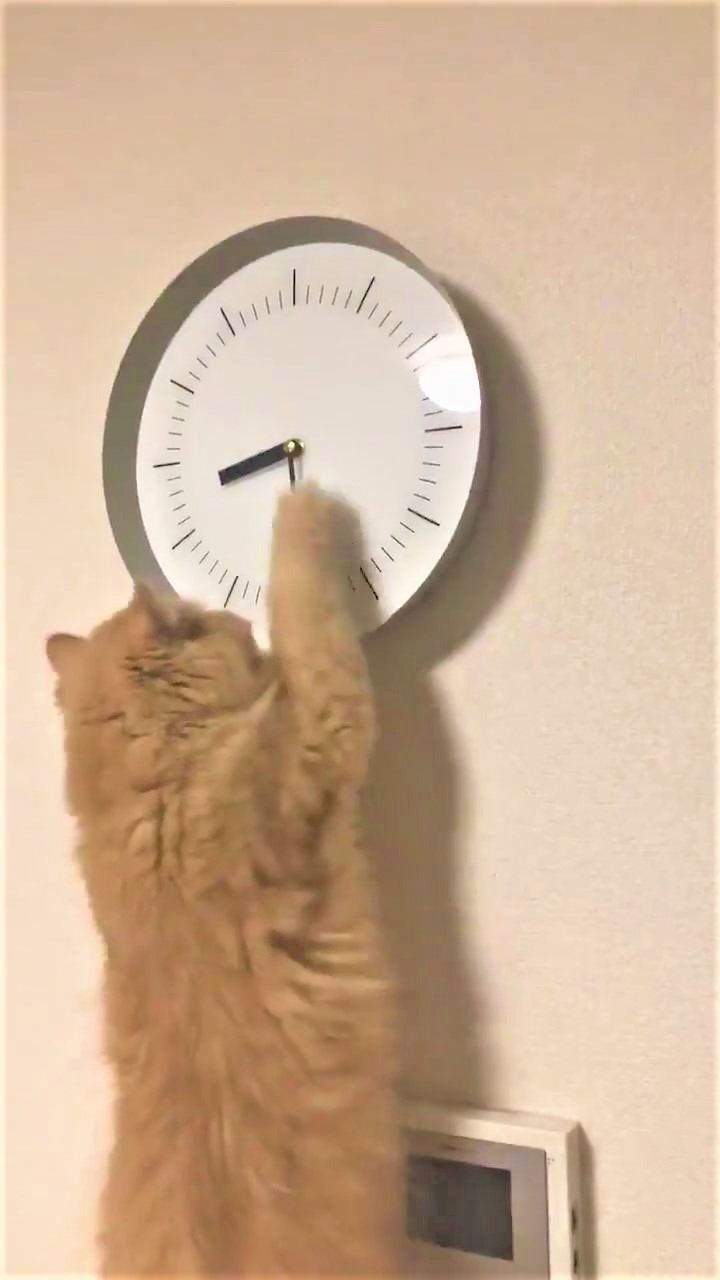 猫　時計