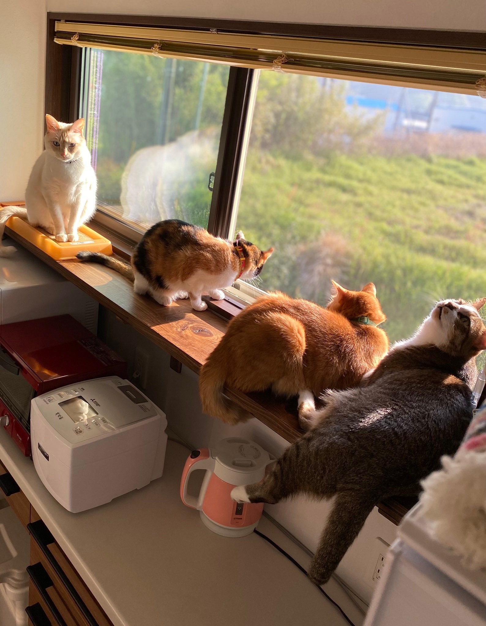 窓辺で外を眺める4匹の猫