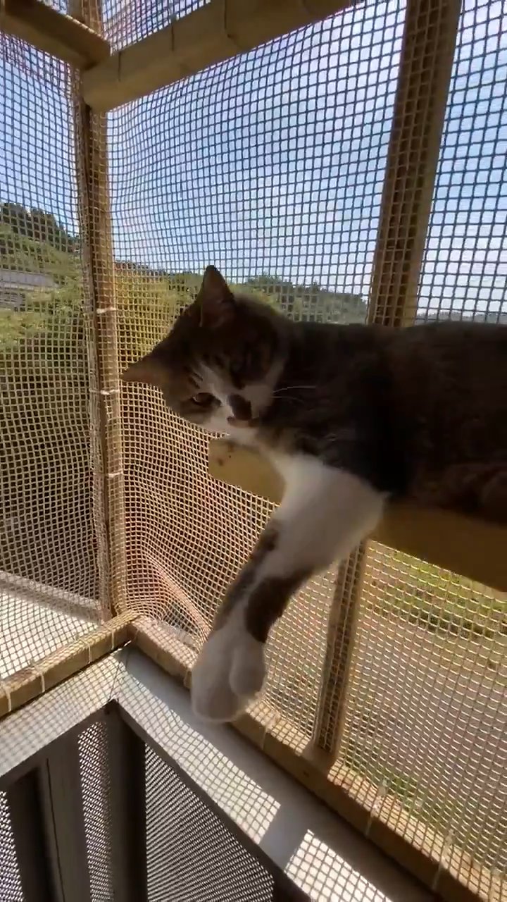 高台でくつろぐ猫