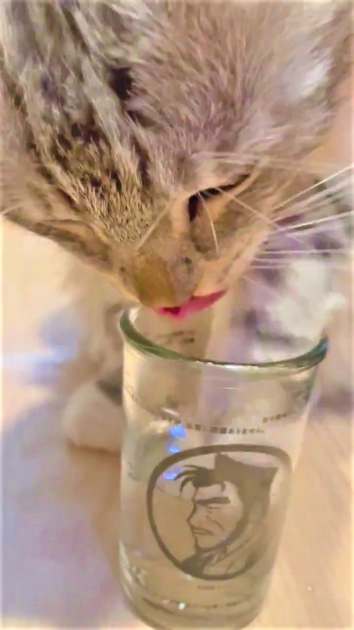 猫　水