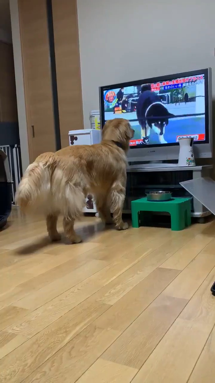 テレビに映る犬を見ているゴールデンレトリバー