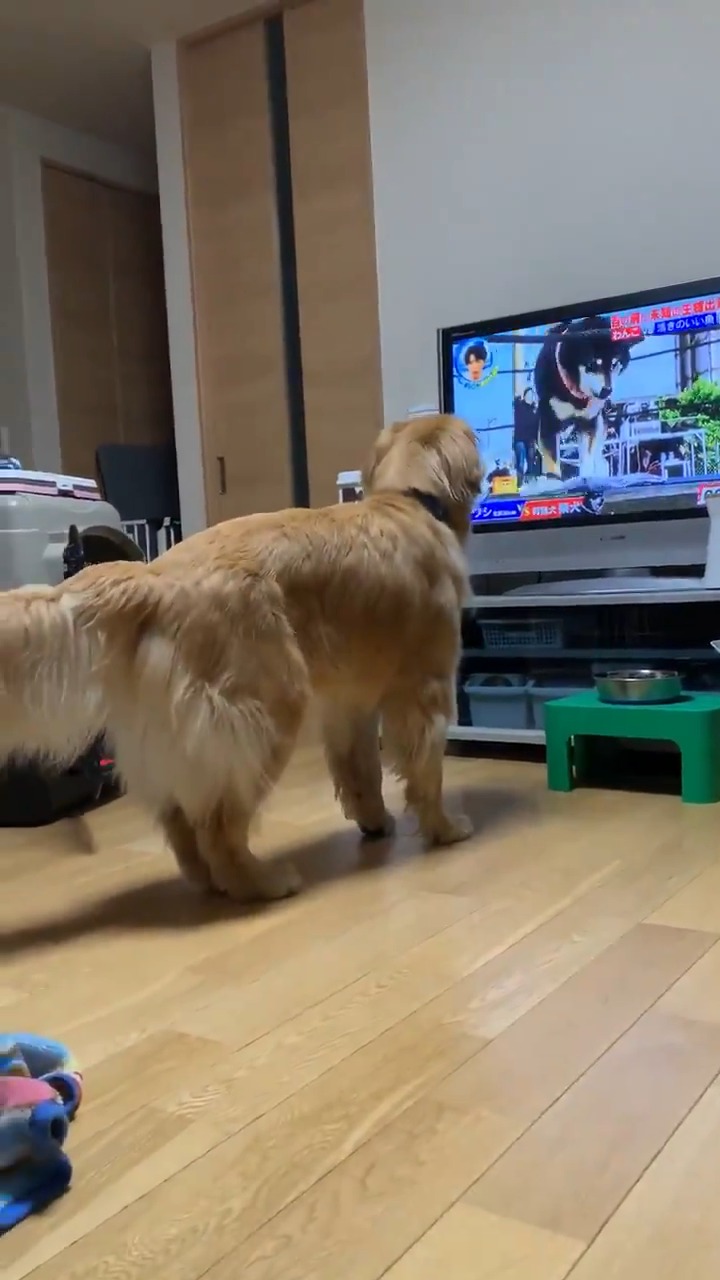 テレビに映る犬を見ているゴールデンレトリバー