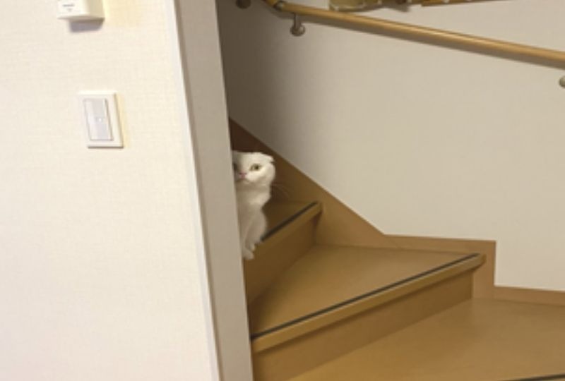 階段で立ち止まる猫
