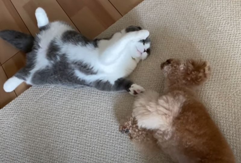 犬と戦う猫