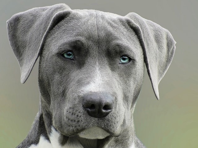 青い目の色の犬