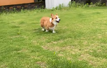 庭を駆ける犬