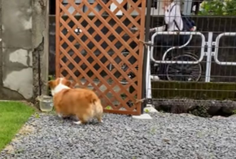 庭から飼い主を見送る犬
