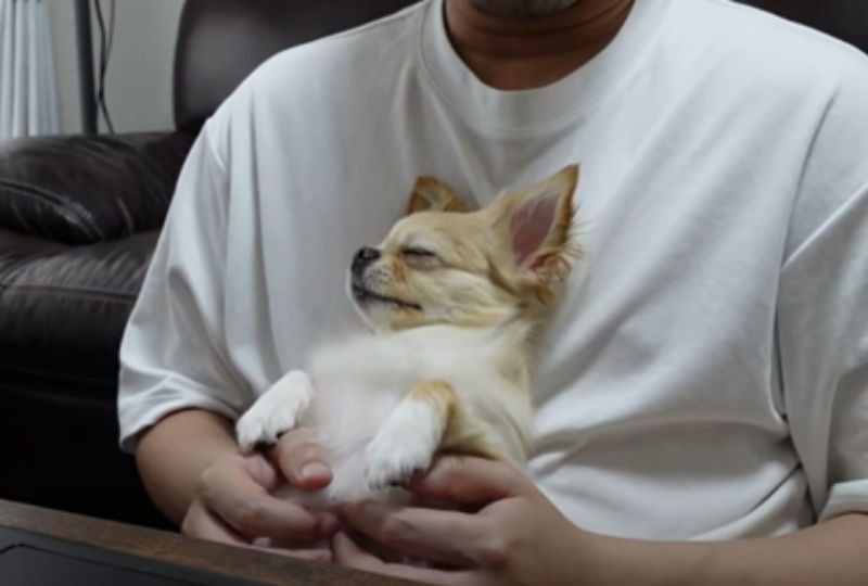 飼い主の腕で眠る犬