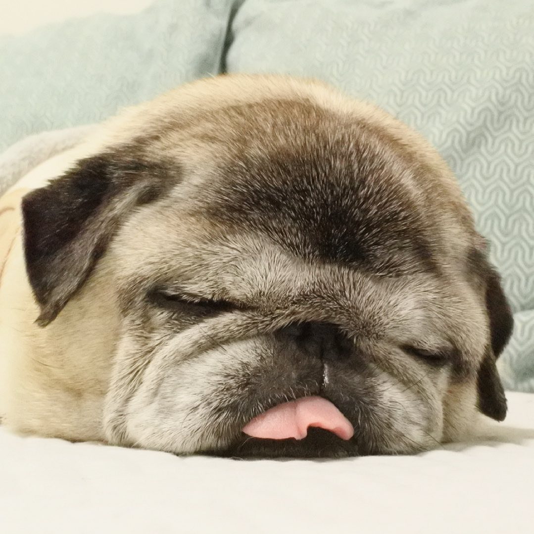舌を出したまま寝ているパグ