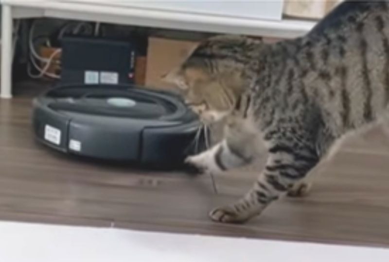 お掃除ロボットに驚く猫