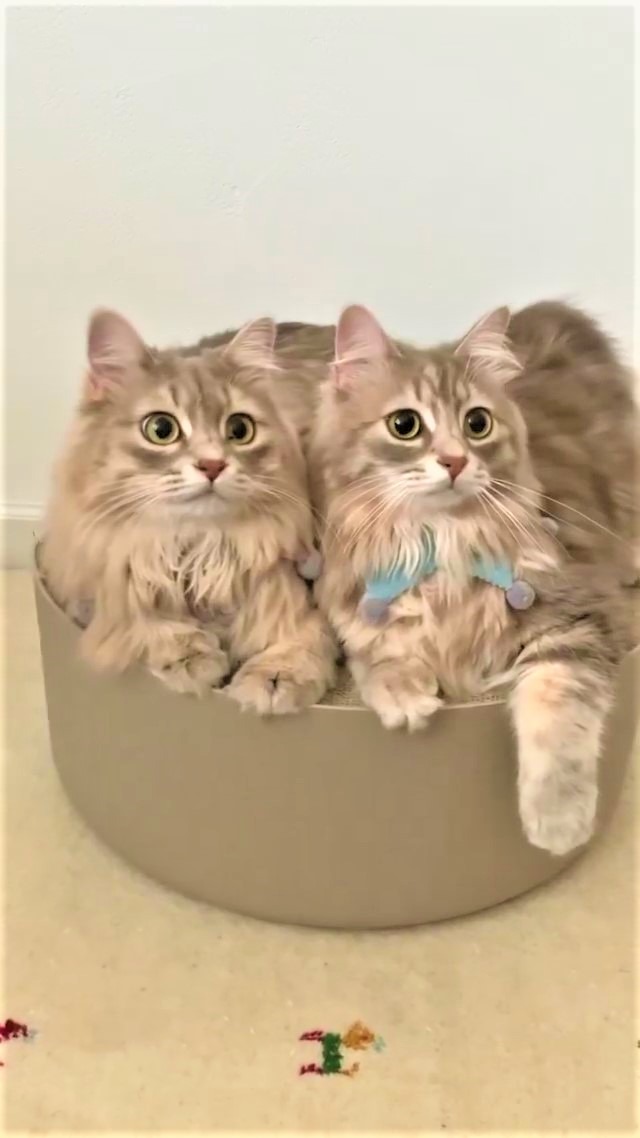猫　双子