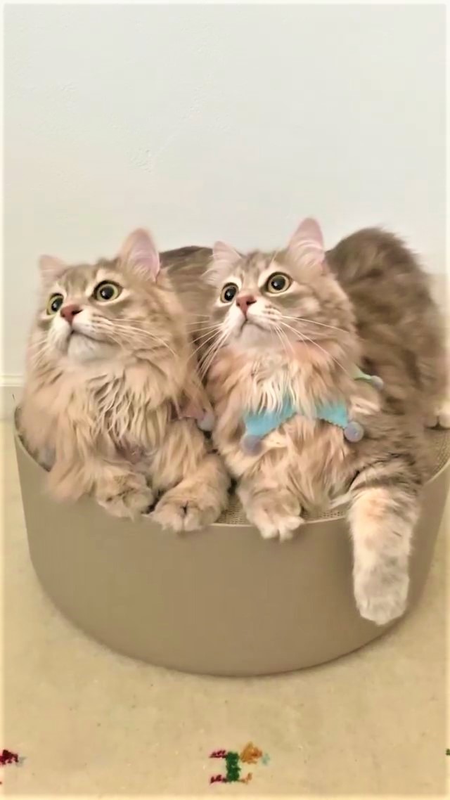 猫　双子